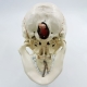 Модель черепа Numbrain пронумерованная с головным мозгом